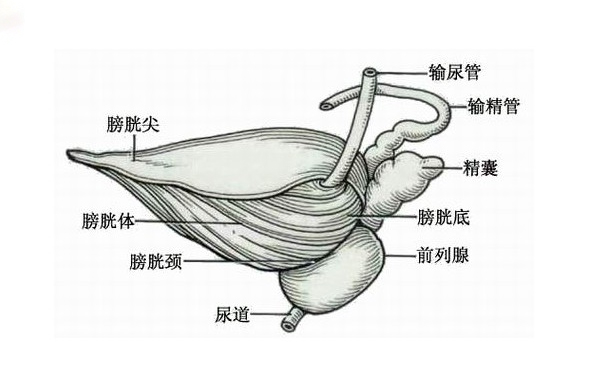 减少领导职数提高征地补偿标准十八大报告传递改革新指